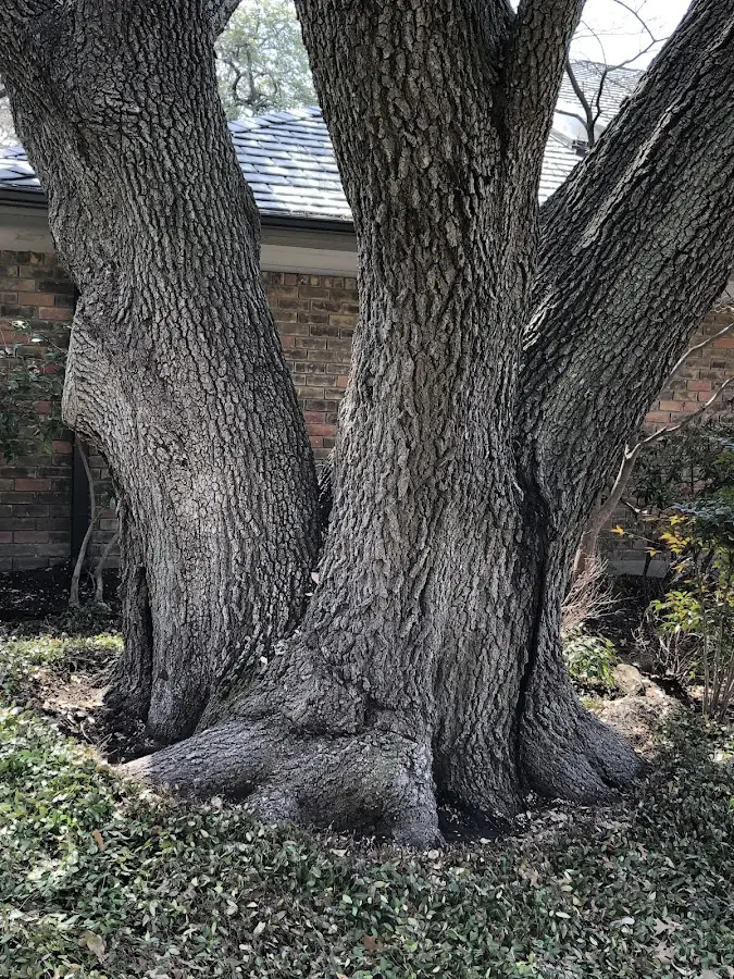 Mature heritage tree close to a Courtland property cared for by certified arborists